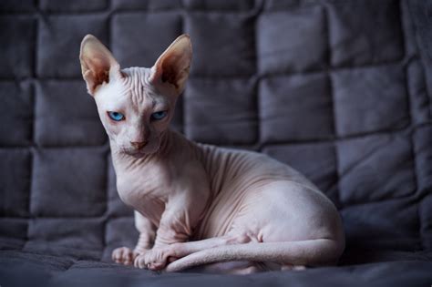 31 Ugly Cats That Are Still Cute Readers Digest