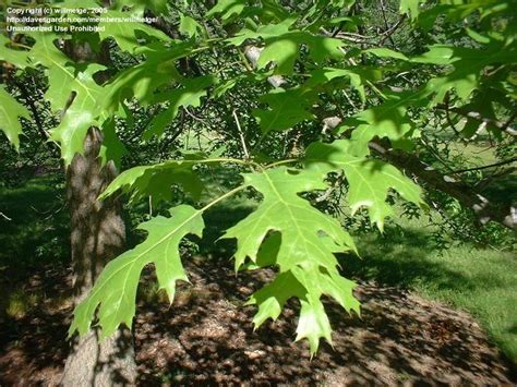 Plantfiles Pictures Quercus Species Pin Oak Swamp Spanish Oak