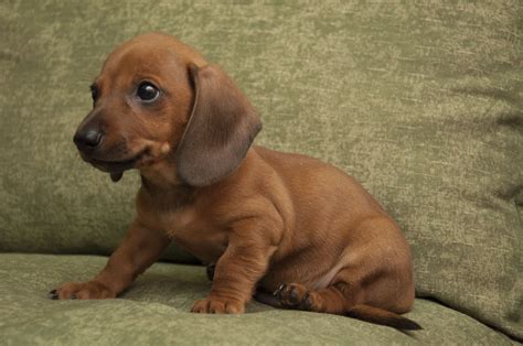 Pin De Ann Viviano En Doxie Love Mini Perros Perros Salcichas