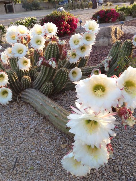 Amazing Argentine Giant Cactus Flowers I Love Scottsdale