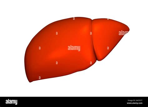 Liver Artwork The Liver Is The Largest Gland In The Human Body And