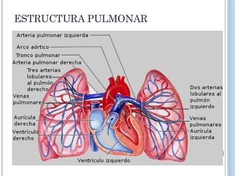 Clase 10 Circulación Pulmonar