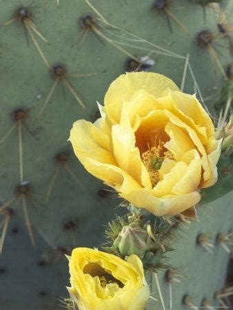 The surprising health benefits of prickly pear cactus — and how to eat it. Prickly Pear Cactus Flower, Saguaro National Park, Arizona ...