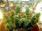 Growing One Marijuana Plant Photos