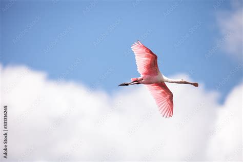 Pink Spread Wings Of A Flying Roseate Spoonbill Bird Platalea Ajaja