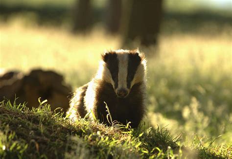 Help Us Stop The Badger Cull Urges Lincolnshire Wildlife Trust