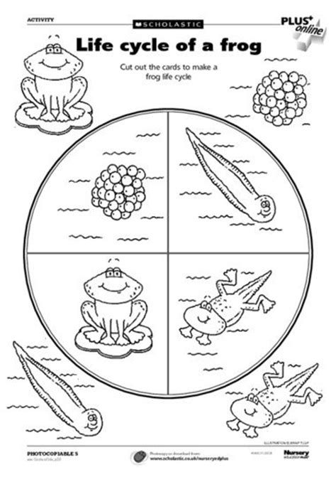 2nd grade life cycles by: 11 Best Images of Free Worksheets On Life Cycles - Life ...