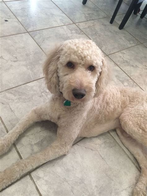 De 25 Bedste Idéer Inden For Goldendoodle Grooming På Pinterest