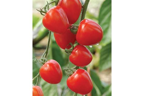 Tomatoberry Garden F1 Tomato Seed 2760 460 Seedsday