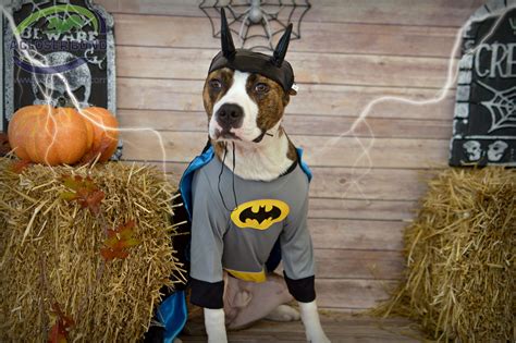 Doggie Costume Contest 2017 Professional Dog Training Costume Contest