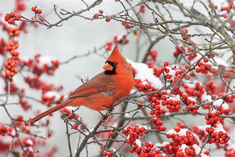 Northern Cardinal Cardinalis Cardinalis Photograph By Richard And