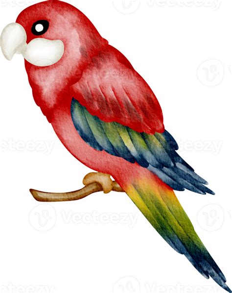 Watercolor Parrot Bird 36908910 Png