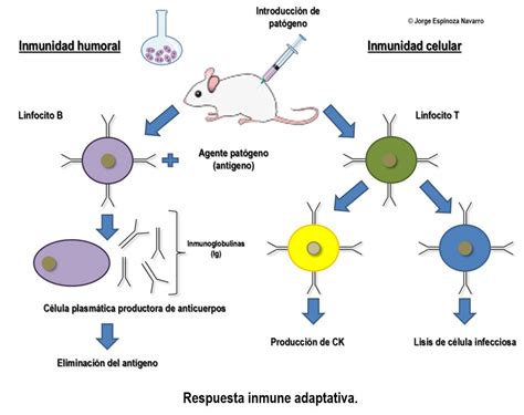 Mecanismos Del Sistema Inmune En La Patogenia Sistema Inmune Gambaran