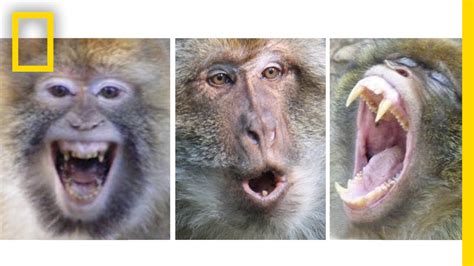 Can You Tell A Monkeys Mood From Its Face National Geographic Youtube