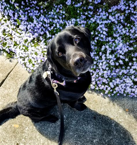 WHEN YOUR PET DIES, DO YOU ADOPT ANOTHER RIGHT AWAY . . . OR WAIT