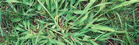 Crabgrass Digitaria Sanguinalis Sande Wards Landscape Management