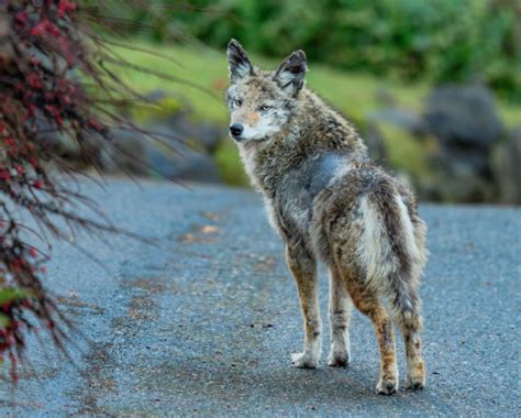 Learning To Live With Coyotes Tips For Keeping Pets And People Safe