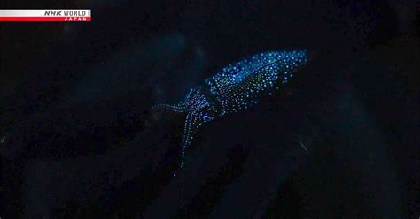 Firefly Squid Make Nighttime Waters Sparkle In Central Japan Nhk