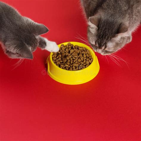 But if you schedule regular dental checkups and cleanings. Two Cats Eat From A Yellow Bowl With Dry Cat Food On A Red ...
