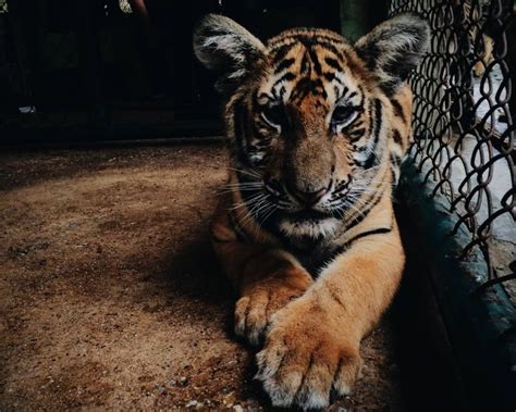 Tiger Name Generator Get The Best Name For A Pet Tiger
