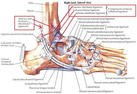 The arms are the higher limbs of the physique. Ankle impingement syndrome causes, symptoms, diagnosis ...