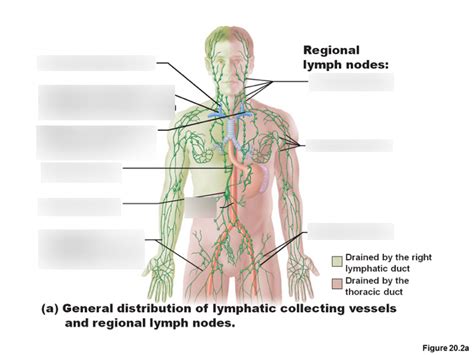 Regional Lymph Nodes Diagram Quizlet