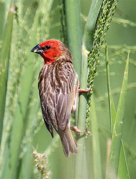 Cardinal Quelea Ebird In 2022 Beautiful Birds Animals Bird