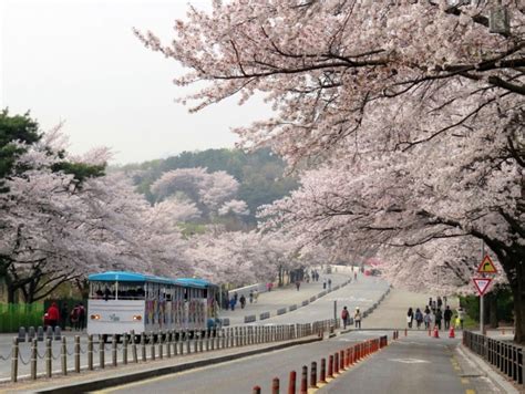 Top 28 Places For Cherry And Spring Blossoms In Seoul 2021 Koreatodo