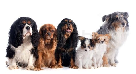 Six Dogs In Front Of White Background Stock Image Colourbox