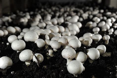 Button Mushrooms Science Farmers