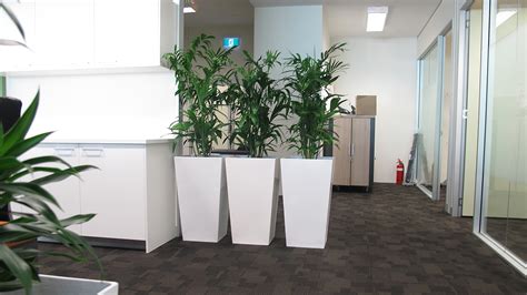 How To Choose Indoor Plants For Your Office Environment