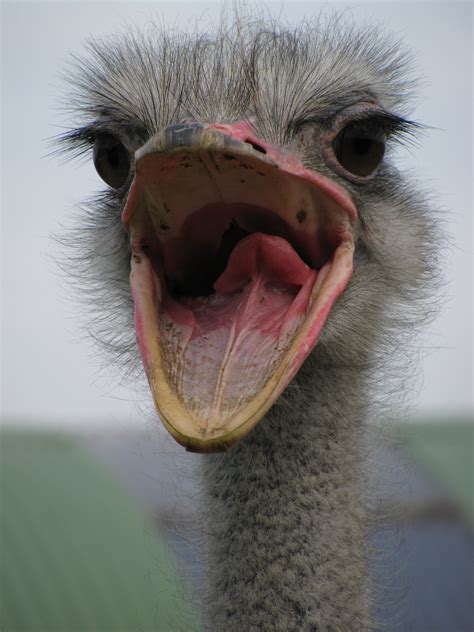 Fileostrich Mouth Open