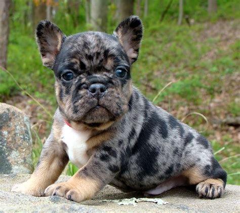 How much should i pay for a french bulldog? French Bulldog Puppies: Blue & Tan Puppies for Sale in ...