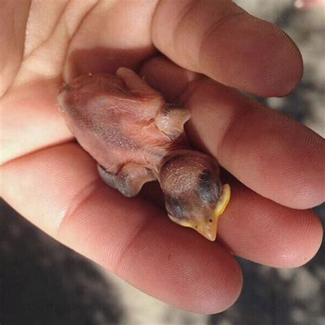 What To Do If You Find A Baby Bird On The Ground Baby Bird Bird Care