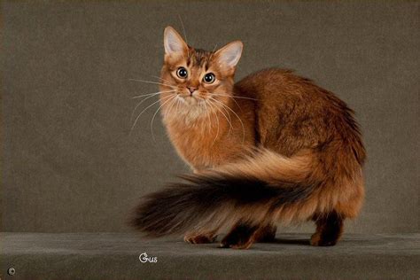Ruddy Somali Looks Like Half Fox Half Cat Pretty Cats