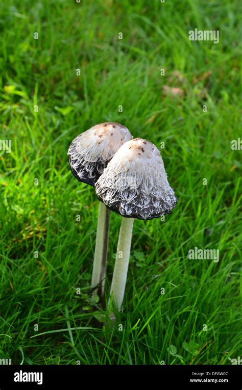 Shaggy Ink Cap Fungi Coprinus Comatus Stock Photo Alamy