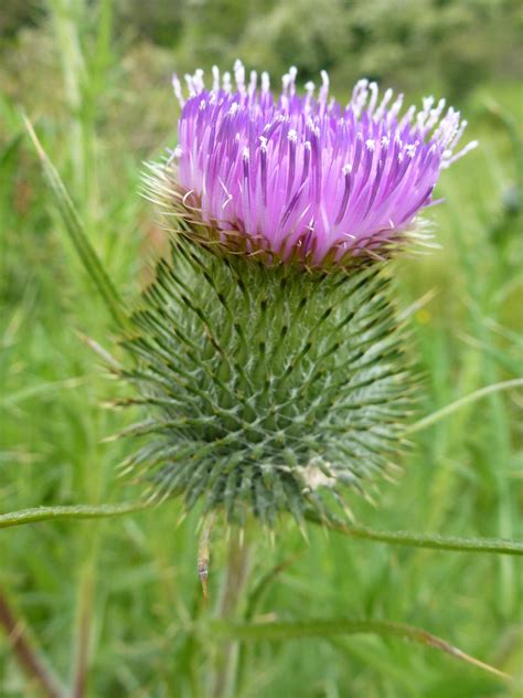 Thistle Bird Garden Thistle Birds Canning Plants Reference Hope