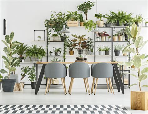 The Power Of Plants In Interior Design Welsh Design Studio