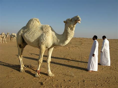 O Que Os Camelos Têm Em Sua Corcunda Descubra A Resposta Meus Bichos