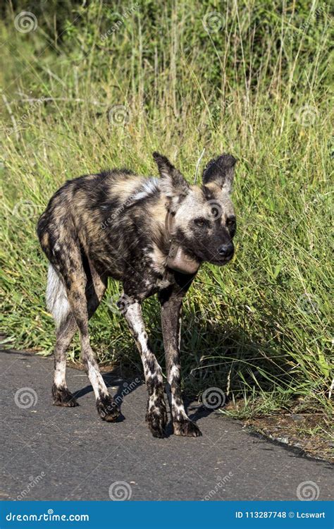 African Painted Wild Dog At Hluhluwe Imfolozi Wildlife Park Stock Photo