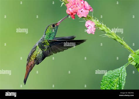 Rufous Tailed Hummingbird Stock Photo Alamy