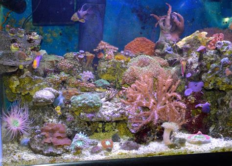 50 Gallon Reef And Fish Saltwater Tank Saltwater Fish