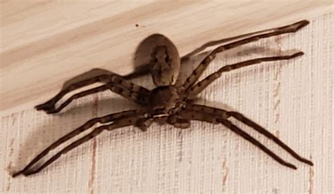 Heteropoda Venatoria Huntsman Spider In Starke Florida United States