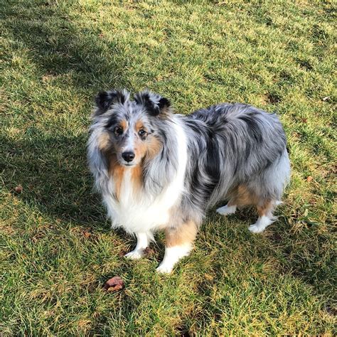 Westchester puppies specializes in the sale of puppies and kittens. Miniature Shetland Sheepdog For Sale | Goldenacresdogs.com