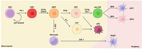 Ijms Free Full Text Dendritic Cell Based Immunotherapy In Hot And Cold Tumors