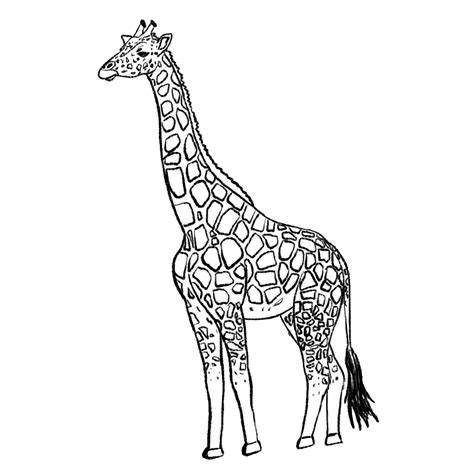 Draw A Giraffe Easy Drawing Tutorial Design Bundles