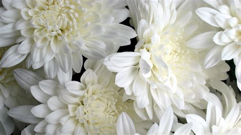 We have an extensive collection of amazing background images carefully chosen by our community. White Flowers Ultra HD Desktop Background Wallpaper for 4K ...