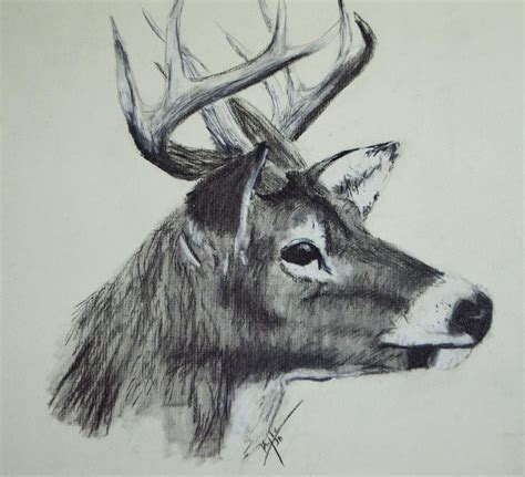 Whitetail Buck Drawing By Kylie Jo Greshik Fine Art America