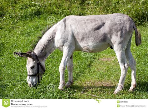 Grey Donkey Stock Photo Image Of Pasture Stand Nature 33145636