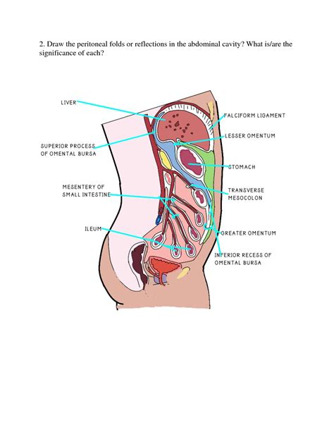 SOLUTION Anatomy Lab Exercise Abdominal Cavity Peritoneum Studypool